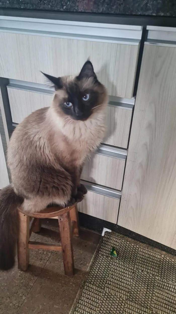 Gato ra a Siamês idade 2 anos nome Joui