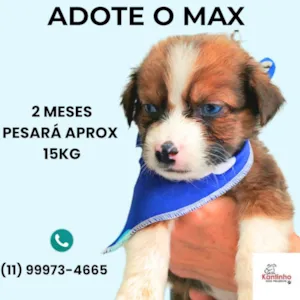 Cachorro raça SRD-ViraLata idade 2 a 6 meses nome Max