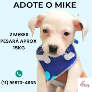 Cachorro raça SRD-ViraLata idade 2 a 6 meses nome Mike