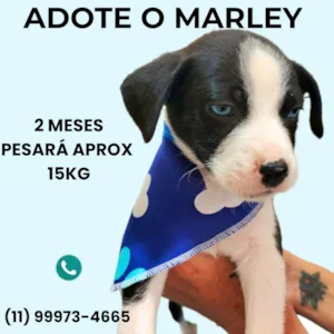 Cachorro raça SRD-ViraLata idade 2 a 6 meses nome Marley