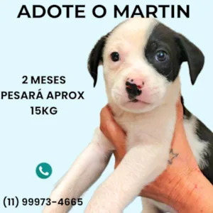 Cachorro raça SRD-ViraLata idade 2 a 6 meses nome Martin