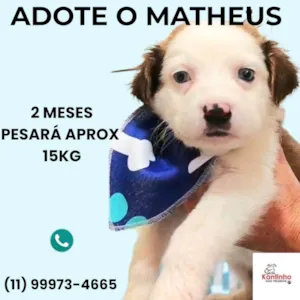 Cachorro raça SRD-ViraLata idade 2 a 6 meses nome Matheus