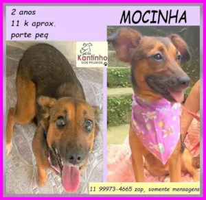 Cachorro raça SRD-ViraLata idade 2 anos nome Mocinha