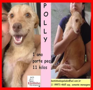 Cachorro raça SRD-ViraLata idade 1 ano nome Polly