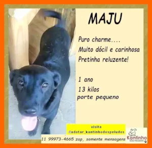 Cachorro raça SRD-ViraLata idade 1 ano nome Maju