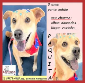 Cachorro raça SRD-ViraLata idade 3 anos nome Paquita