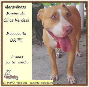 Cachorro raça SRD-ViraLata idade 2 anos nome Mel