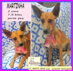 Cachorro raça SRD-ViraLata idade 2 anos nome Martinha