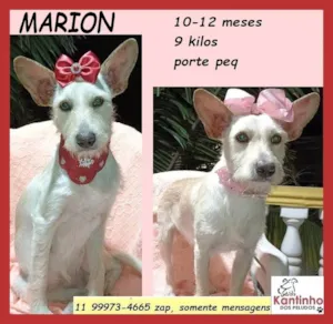 Cachorro raça SRD-ViraLata idade 7 a 11 meses nome Marion