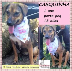 Cachorro raça SRD-ViraLata idade 1 ano nome Casquinha
