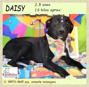 Cachorro raça SRD-ViraLata idade 2 anos nome Daisy