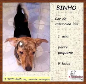 Cachorro raça SRD-ViraLata idade 1 ano nome Binho