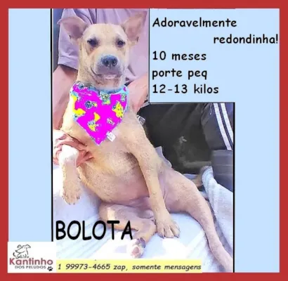 Cachorro raça SRD-ViraLata idade 7 a 11 meses nome Bolota