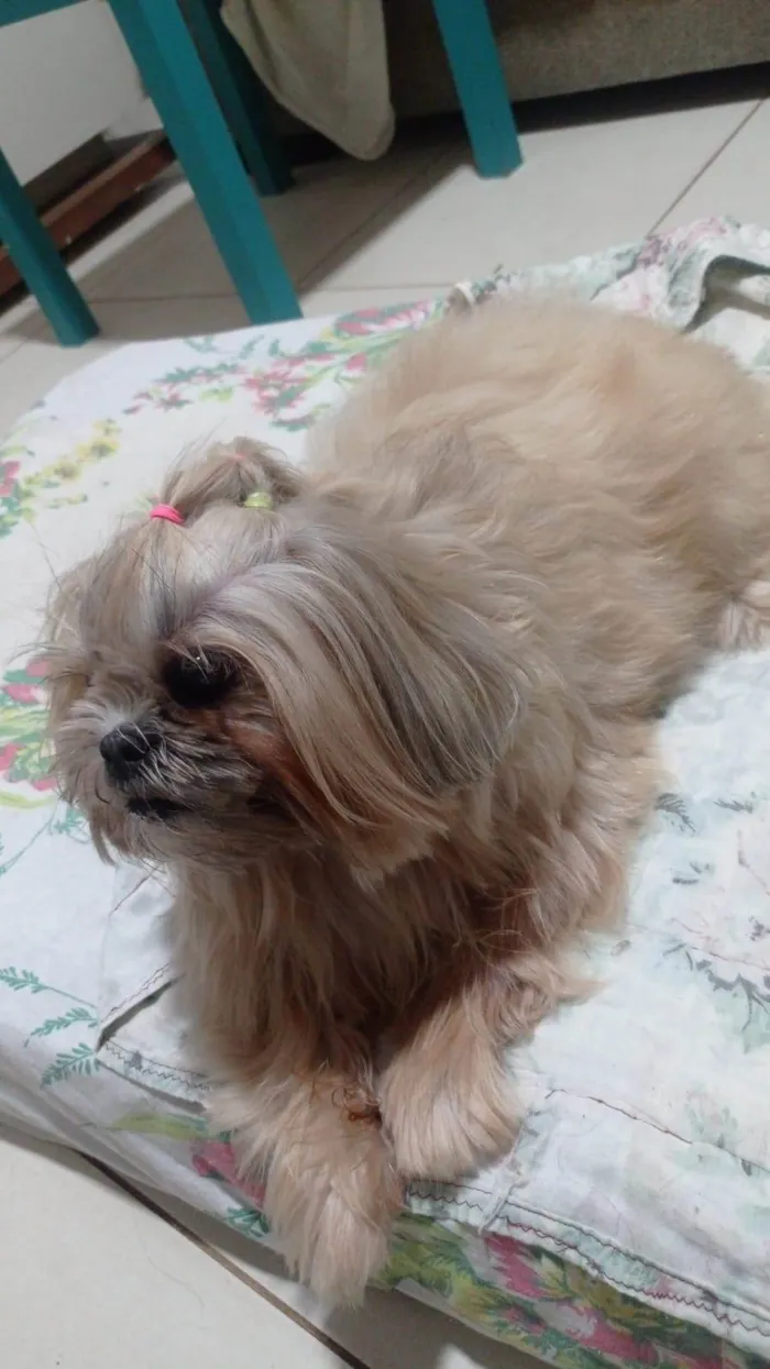 Cachorro ra a Shitzu idade 4 anos nome LAUREN
