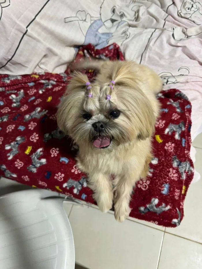 Cachorro ra a Shitzu idade 4 anos nome LAUREN