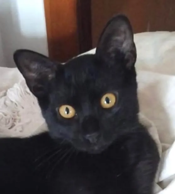 Gato ra a SRD-ViraLata idade 2 a 6 meses nome Gael