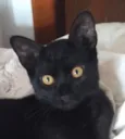 Gael
