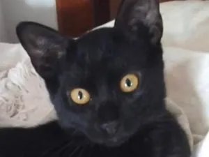 Gato raça SRD-ViraLata idade 2 a 6 meses nome Gael