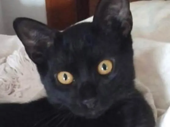 Gato ra a SRD-ViraLata idade 2 a 6 meses nome Gael