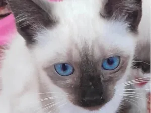 Gato raça Siamês idade 2 a 6 meses nome Kiko 