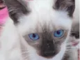 Kiko