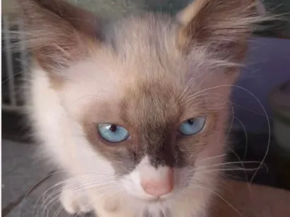 Gato raça Siamês idade 2 a 6 meses nome Cauã 