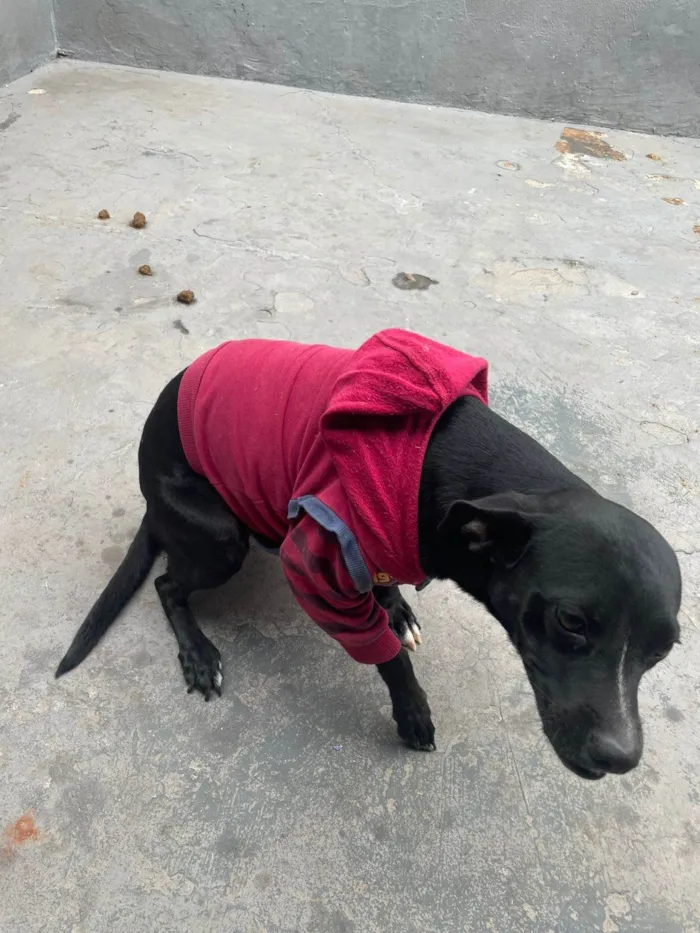 Cachorro ra a SRD-ViraLata idade 1 ano nome Britani 
