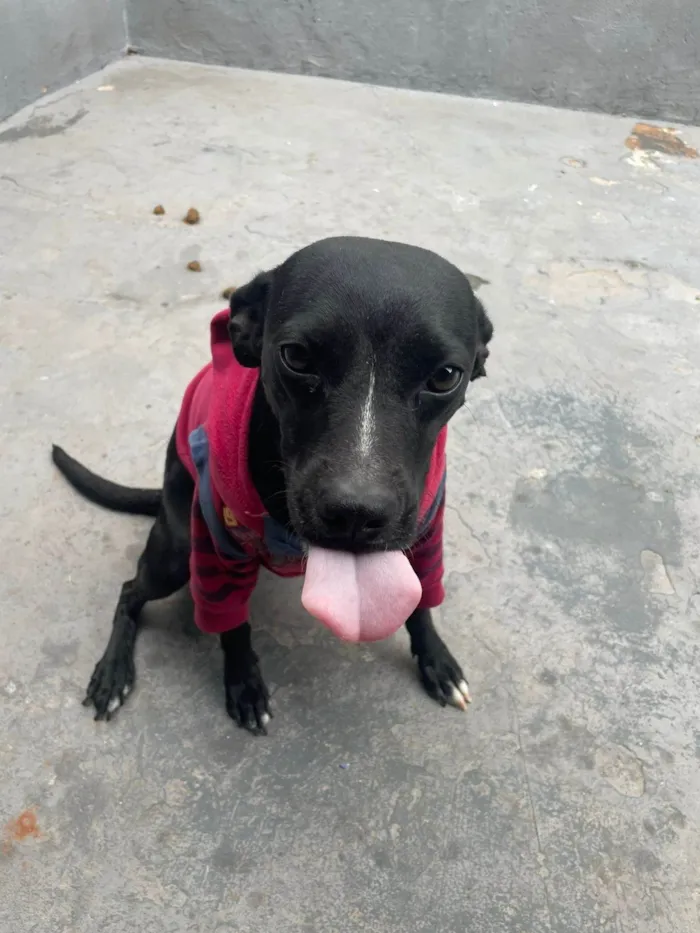 Cachorro ra a SRD-ViraLata idade 1 ano nome Britani 