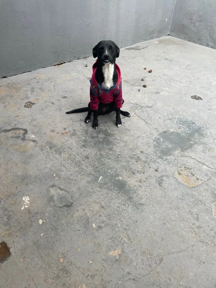 Cachorro ra a SRD-ViraLata idade 1 ano nome Britani 