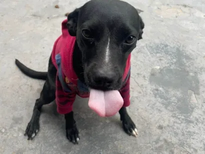Cachorro raça SRD-ViraLata idade 1 ano nome Britani 