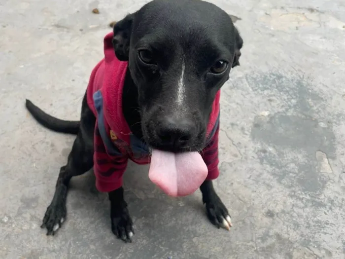 Cachorro ra a SRD-ViraLata idade 1 ano nome Britani 