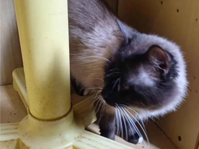 Gato ra a Siamês idade 1 ano nome Mix persa siames adocao