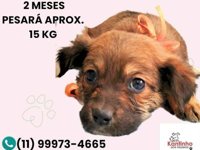 Cachorro ra a SRD-ViraLata idade 2 a 6 meses nome Mila