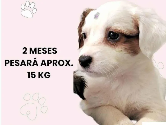 Cachorro ra a SRD-ViraLata idade 2 a 6 meses nome Maria Clara