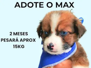 Cachorro raça SRD-ViraLata idade 2 a 6 meses nome Max
