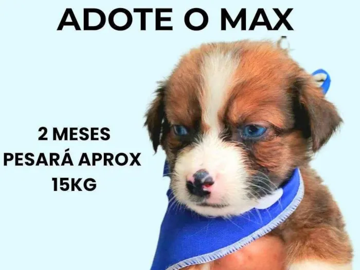 Cachorro ra a SRD-ViraLata idade 2 a 6 meses nome Max