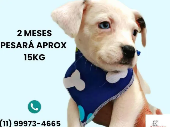 Cachorro ra a SRD-ViraLata idade 2 a 6 meses nome Miguel