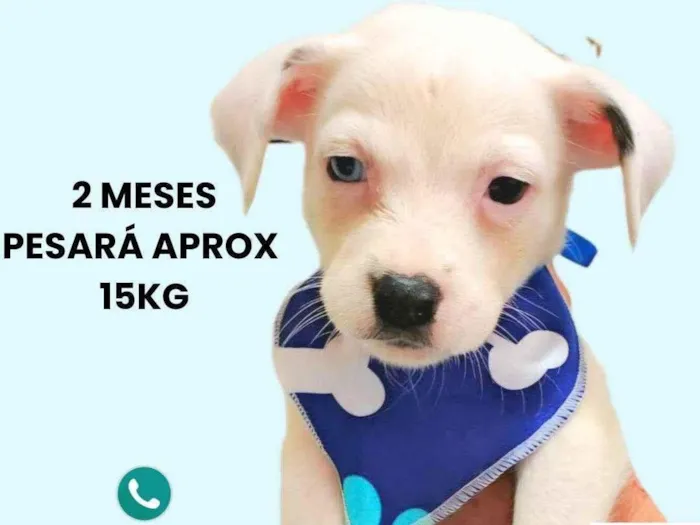 Cachorro ra a SRD-ViraLata idade 2 a 6 meses nome Mike
