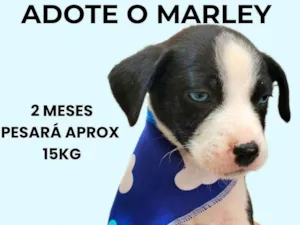 Cachorro raça SRD-ViraLata idade 2 a 6 meses nome Marley