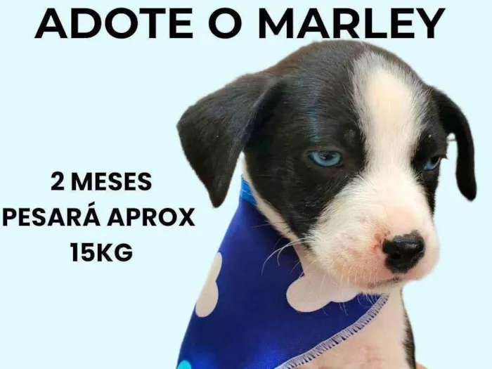 Cachorro ra a SRD-ViraLata idade 2 a 6 meses nome Marley