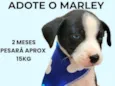 Marley