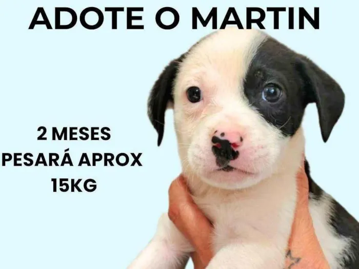 Cachorro ra a SRD-ViraLata idade 2 a 6 meses nome Martin