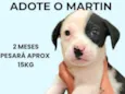 Martin