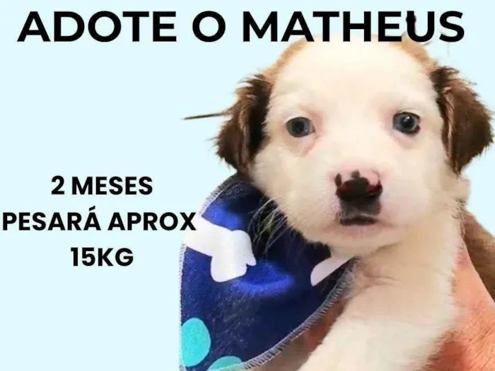 Cachorro ra a SRD-ViraLata idade 2 a 6 meses nome Matheus