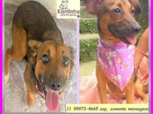 Cachorro raça SRD-ViraLata idade 2 anos nome Mocinha