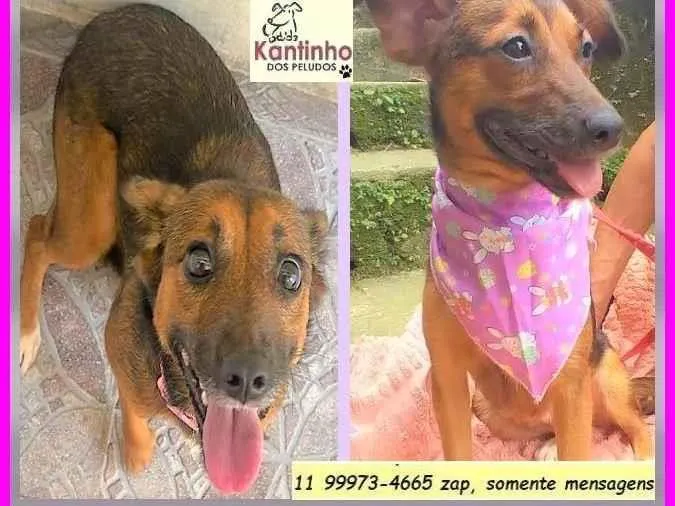 Cachorro ra a SRD-ViraLata idade 2 anos nome Mocinha