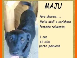 Cachorro raça SRD-ViraLata idade 1 ano nome Maju