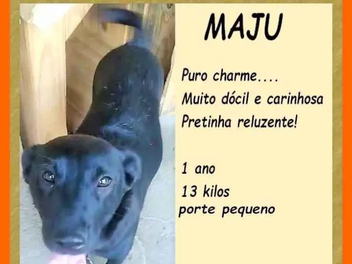 Cachorro ra a SRD-ViraLata idade 1 ano nome Maju