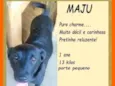 Maju