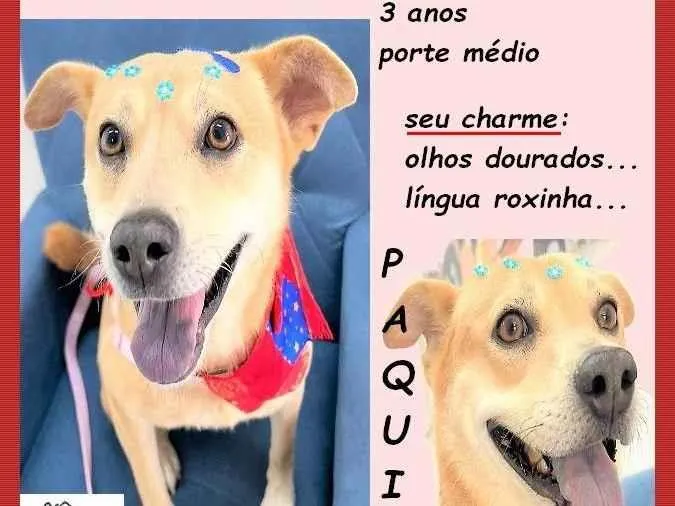 Cachorro ra a SRD-ViraLata idade 3 anos nome Paquita
